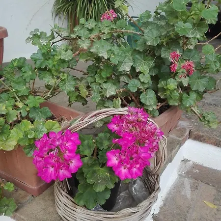 Casetta Eva Apartment Anacapri (Isola di Capri)